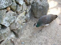 183 D21 SANARY SUR MER 1_000053